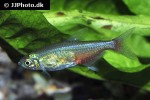 aphyocharax rathbuni aphyocharax rathbuni