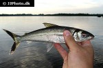 argonectes longiceps argonectes longiceps