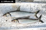 argonectes longiceps argonectes longiceps
