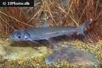 argonectes longiceps argonectes longiceps