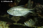astyanax bimaculatus astyanax bimaculatus