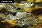 astyanax bimaculatus astyanax bimaculatus