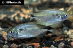 astyanax bimaculatus astyanax bimaculatus