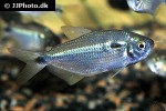 astyanax bimaculatus astyanax bimaculatus