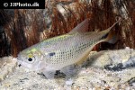 astyanax bimaculatus astyanax bimaculatus