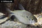 astyanax bimaculatus astyanax bimaculatus