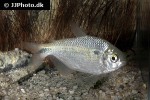 astyanax bimaculatus astyanax bimaculatus