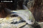 astyanax bimaculatus astyanax bimaculatus