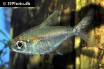 astyanax cf eigenmanni astyanax cf eigenmanni