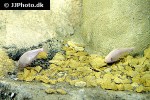 astyanax jordani astyanax jordani