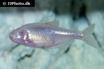 astyanax jordani astyanax jordani
