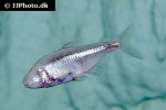 astyanax jordani astyanax jordani