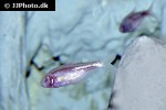 astyanax jordani astyanax jordani