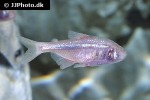astyanax jordani astyanax jordani