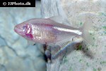 astyanax jordani astyanax jordani