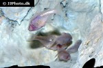 astyanax jordani astyanax jordani