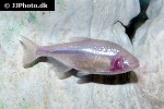 astyanax jordani astyanax jordani
