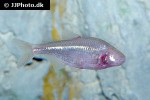 astyanax jordani astyanax jordani
