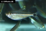 astyanax kennedyi astyanax kennedyi