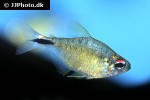 astyanax leopoldi astyanax leopoldi