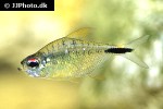 astyanax leopoldi astyanax leopoldi
