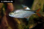 astyanax mexicanus astyanax mexicanus