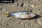 astyanax nicaraguensis astyanax nicaraguensis