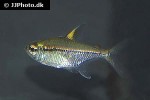 astyanax species rio paraguay astyanax species rio paraguay