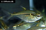 astyanax species rio paraguay astyanax species rio paraguay