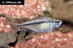 astyanax species rio paraguay astyanax species rio paraguay