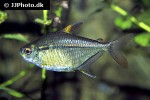 astyanax species rio paraguay astyanax species rio paraguay