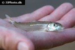 bivibranchia fowleri bivibranchia fowleri