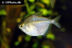 brachychalcinus orbicularis brachychalcinus orbicularis