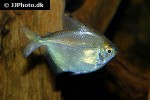 brachychalcinus orbicularis brachychalcinus orbicularis