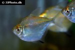 brachychalcinus orbicularis brachychalcinus orbicularis