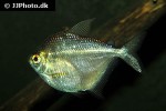 brachychalcinus orbicularis brachychalcinus orbicularis
