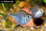 brachychalcinus orbicularis brachychalcinus orbicularis