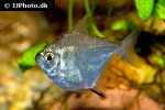 brachychalcinus orbicularis brachychalcinus orbicularis