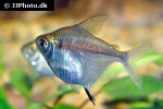 brachychalcinus orbicularis brachychalcinus orbicularis