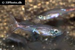 brittanichthys axelrodi brittanichthys axelrodi