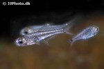 bryconacidnus paipayensis bryconacidnus paipayensis