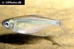 bryconamericus cinarucoense bryconamericus cinarucoense