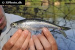 bryconops alburnoides bryconops alburnoides