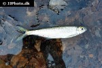 bryconops alburnoides bryconops alburnoides