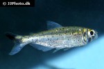 bryconops melanurus bryconops melanurus
