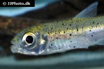 bryconops melanurus bryconops melanurus