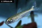 bryconops melanurus bryconops melanurus