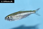 bryconops melanurus bryconops melanurus