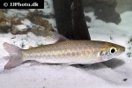 chalceus epakros chalceus epakros