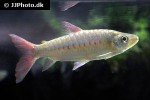 chalceus epakros chalceus epakros